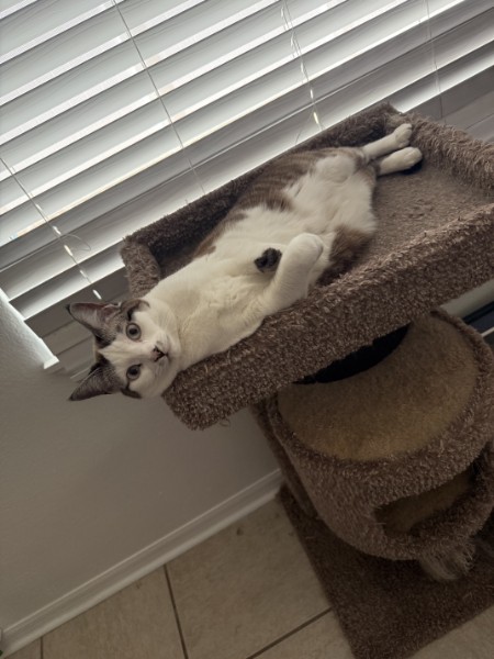 A cat Brittany has cared for on a cat tree