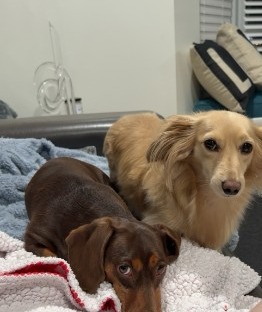 Two dachshunds Brittany has cared for, on the couch