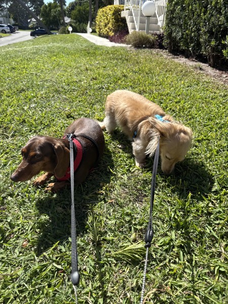 Two dachshunds Brittany has cared for standing in the grass