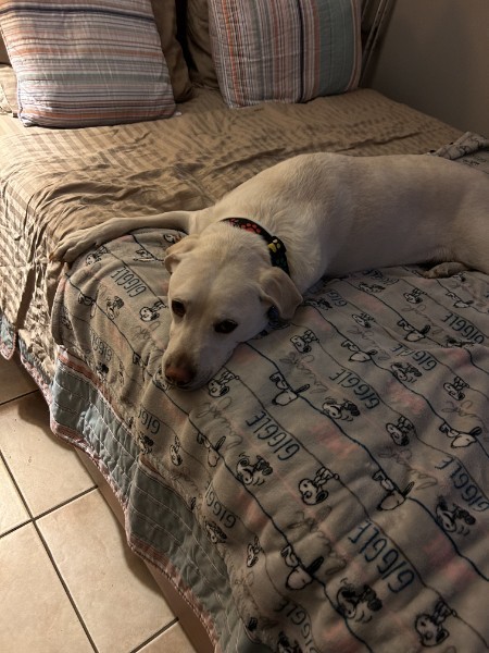 A yellow Labrador resting on a bed