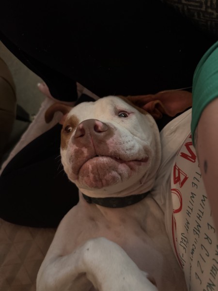 A happy pit bull Brittany has cared for
